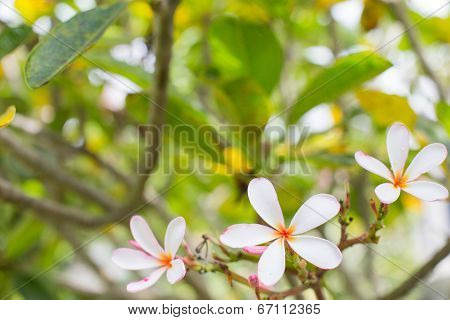 Close Up Of Plumeria Blossom