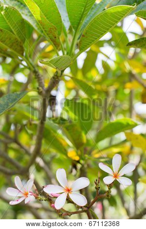 Close Up Of Plumeria Blossom