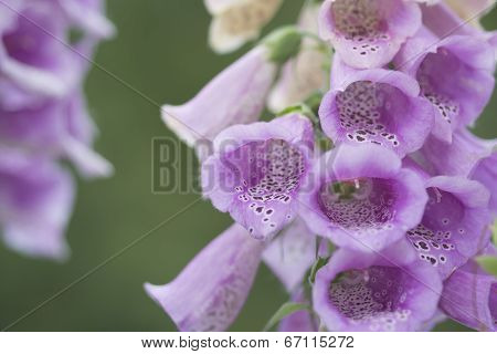Digitalis Purpurea Or Foxglove