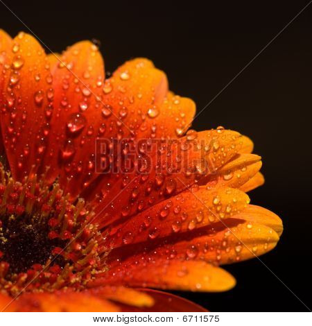 เยอบีร่ากับ Waterdrops