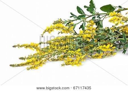 A Flower Is A Melilot