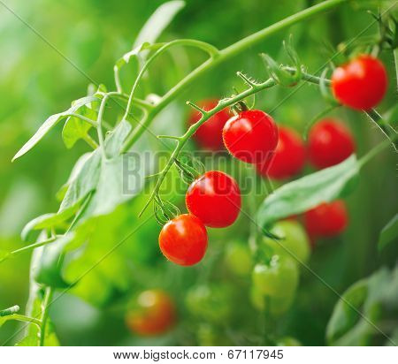 Close Up Of Fresh Red Tomatoes Still On Tree Plant