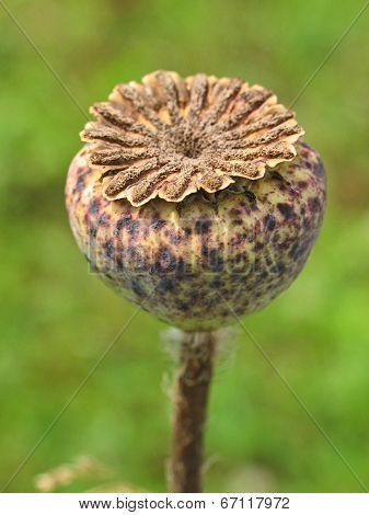 Box of papaver