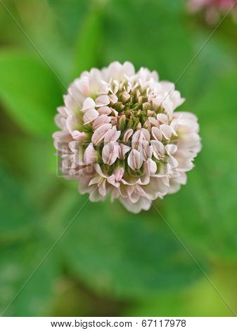 Gentle-pink clover