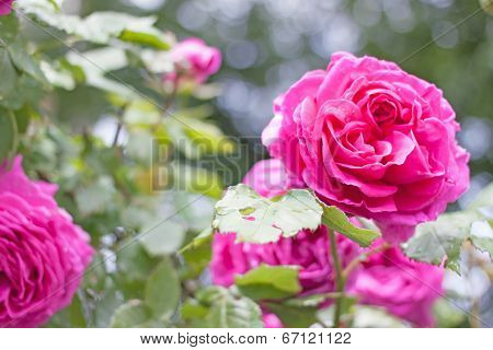 rose wet outdoor