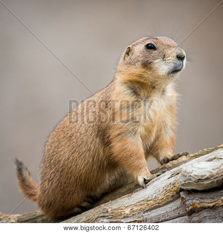 Prairie Dog