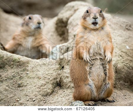 Prairie Dog