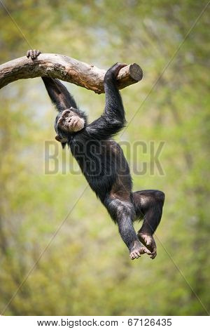 Swinging Chimp