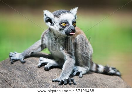 Baby Ring-tailed Lemur