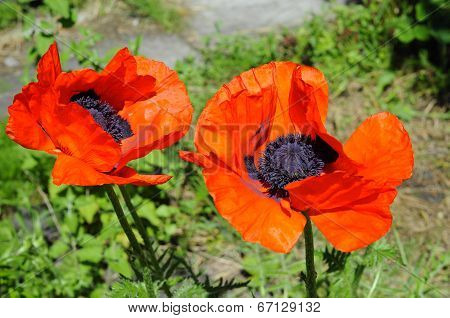 Big Red Poppies In A Garden.