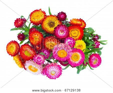Bouquet of Everlasting flowers