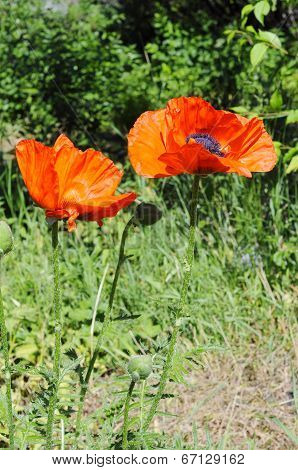 Big Red Poppies In A Garden.