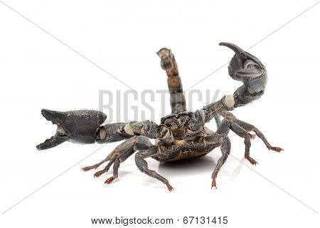 Scorpion Isolated On White Background