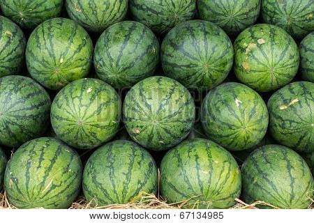 Watermelon Set In A Row On Straw