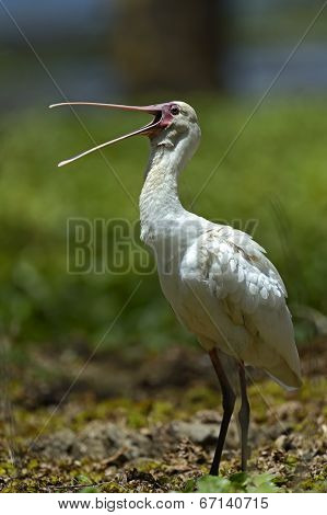 A Flock Of Ibises