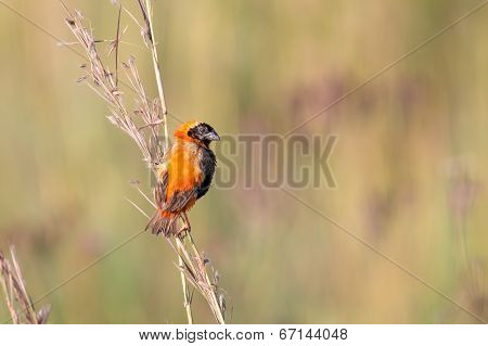 Red Bishop Sitting On Grass In Faded Colours In Morning Sun