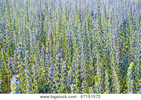 Echium In Nature