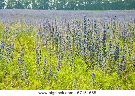 Echium In Nature