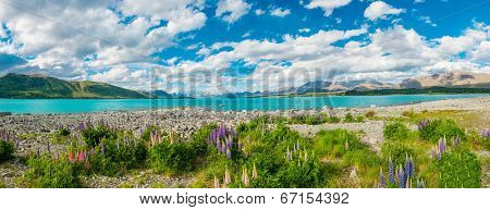 Beautiful incredibly blue lake Tekapo with blooming lupins on the shore and mountains, Southern Alps, on the other side. New Zealand, panoramic photo