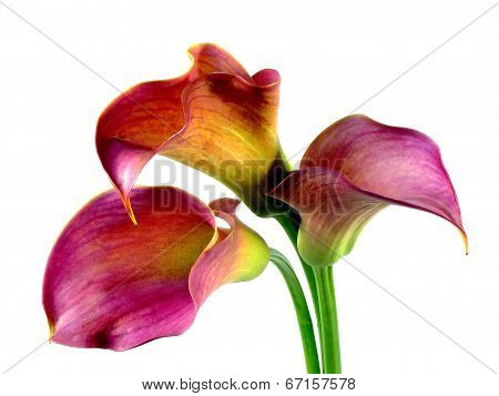 calla bouquet
