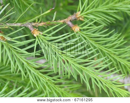Fir branch
