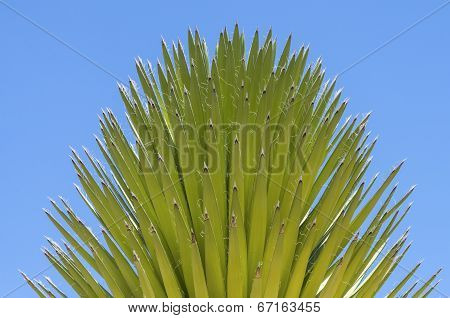 Mojave Yucca