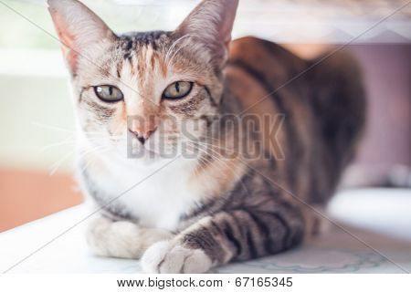 Siamese Cat Looking At Camera