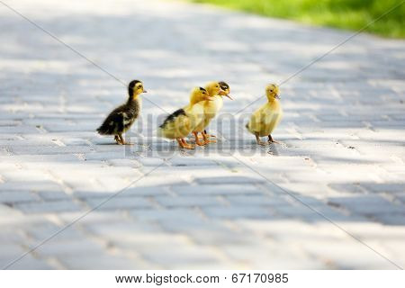 Little cute ducklings, outdoors