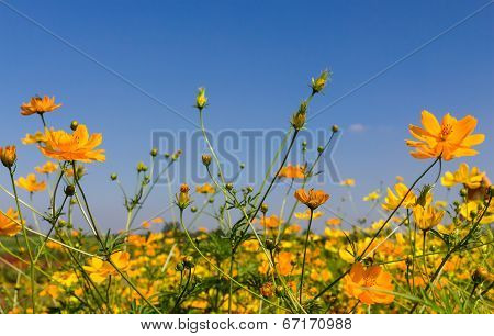 Yellow Cosmos Flowers