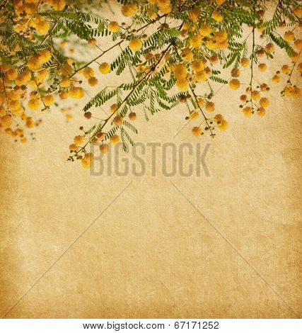 Old paper with yellow flowers of Acacia.   
