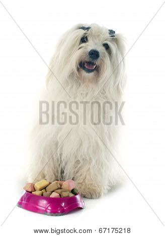 Eating Coton De Tulear