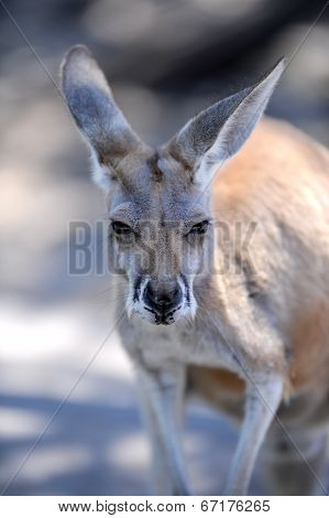 Australian Wallaby