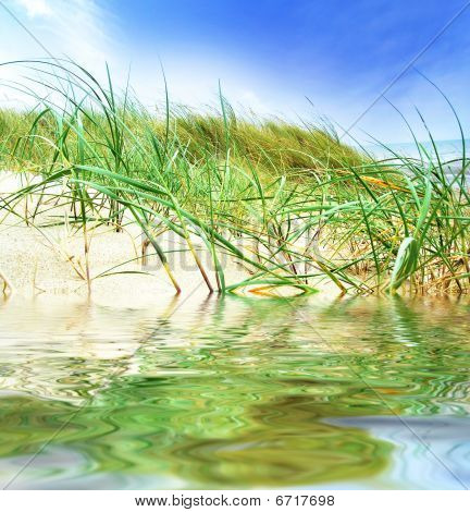 Marram 草