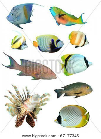 Collection of Tropical Reef Fish isolated on white background