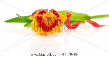 The bright tulip decorated by a tape