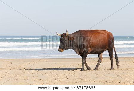 Nguni Cow At The Seaside