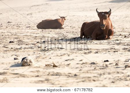 Nguni Cow At The Seaside