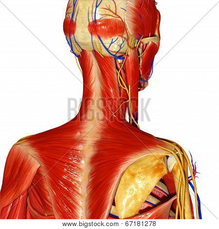 Muscular Skeleton