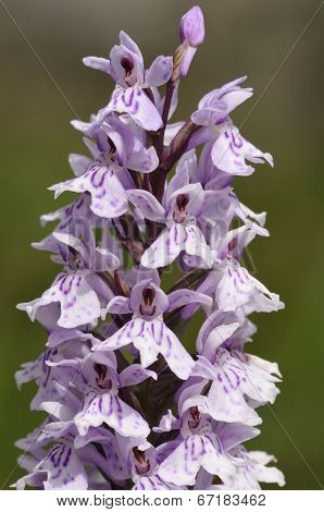 Common Spotted Orchid