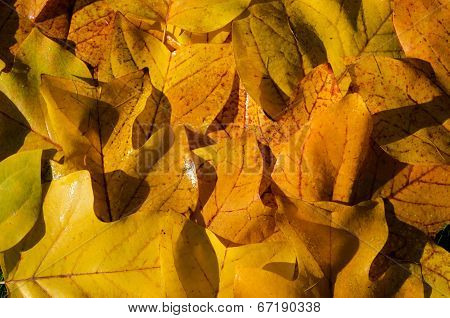Background Of Bright Yellow Wet Tuliptree Leaves