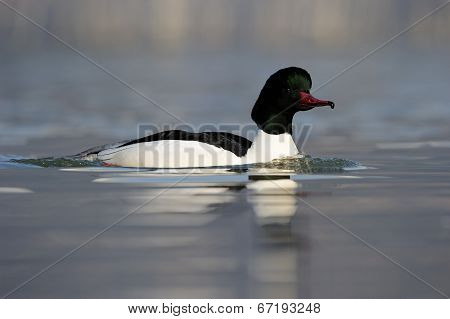 Common Merganser