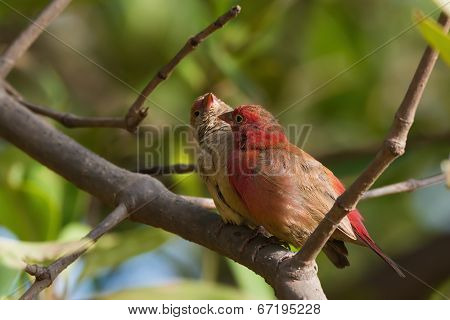 A Female Red-billed Firefinch (lagonosticta Senegala) Inviting A Male To Preen Her Neck