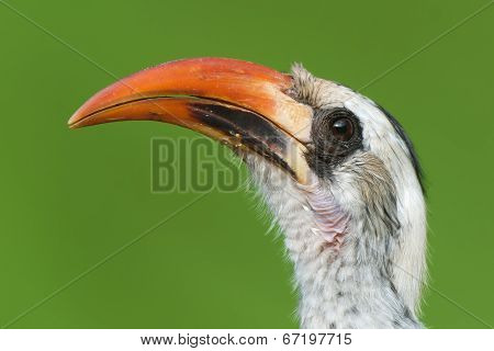 A Portrait Of A  Western Red-billed Hornbill (tockus Erythrorhynchus)