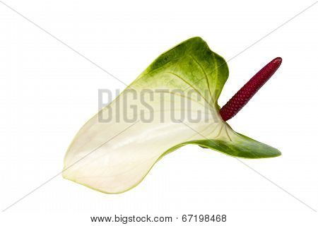 Spathe And Spadix On Anthurium Flower Showing Waxy Texture