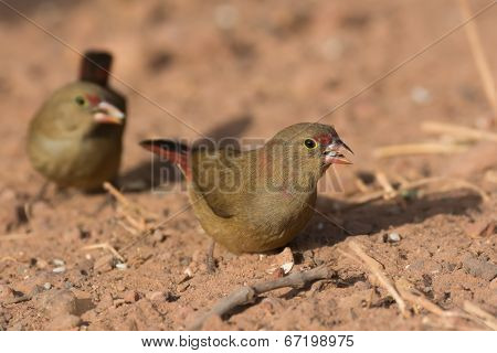 Female Red-billed Firefinch (lagonosticta Senegala) With A Grain Of Rice