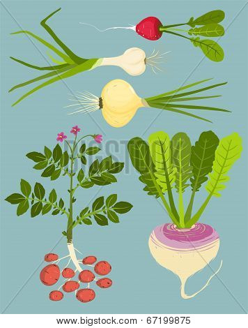 Growing Root Vegetables with Greens Collection
