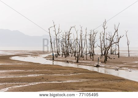 Low Tide