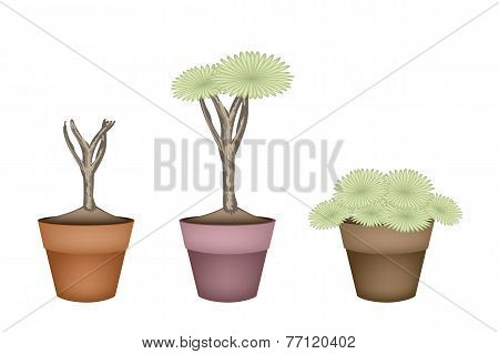 Three Dragon Tree in Ceramic Flower Pots
