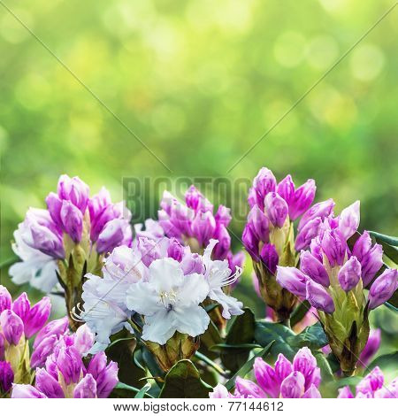 Azalea