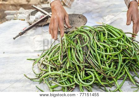Organic Yard Long Beans At Asian Market